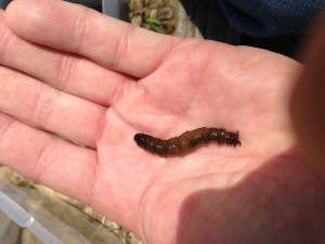 Crane Fly Larva-Trout Dessert