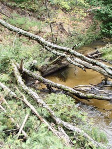 Carrieville Erosion Site #10 after