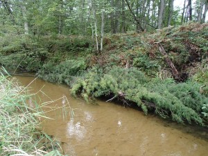 Carrieville Erosion Site #13 after