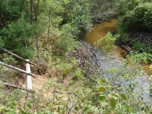 Carrieville Erosion Site #16 after