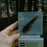 figure 2 tadpole madtom - Syers Lake Dam Fisheries 2019