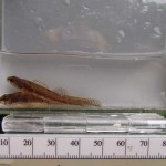 figure 4 Iowa darter - Syers Lake Dam Fisheries 2019