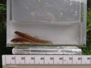 figure 4 Iowa darter - Syers Lake Dam Fisheries 2019