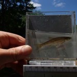 figure 7 northern common shiner - Syers Lake Dam Fisheries 2019