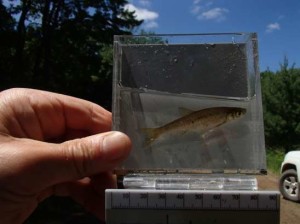 figure 7 northern common shiner - Syers Lake Dam Fisheries 2019