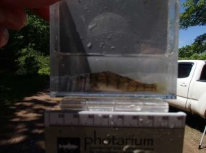 figure 8 yellow perch - Syers Lake Dam Fisheries 2019