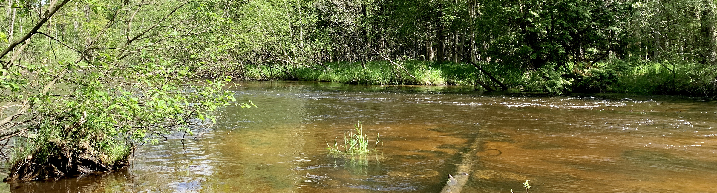 Little Manistee Watershed Conservation Council