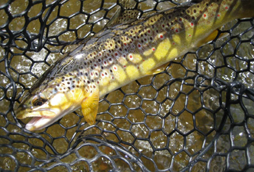 Little Manistee Watershed Photo