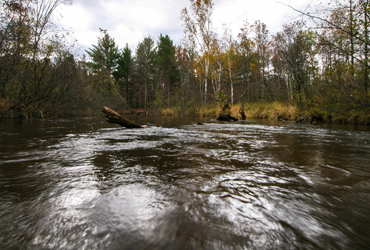 Little Manistee Watershed Photo