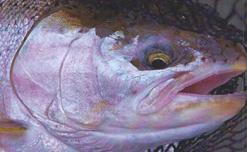 Steelhead pdf